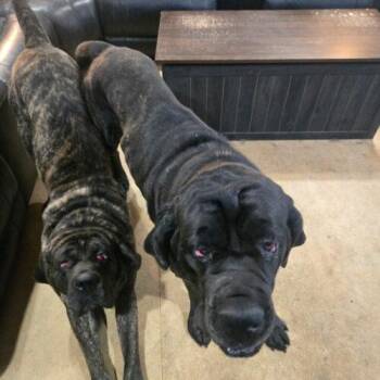 Dunn -  Mastiff Dog for Adoption in Edmond, Oklahoma - Dunn | PetCurious