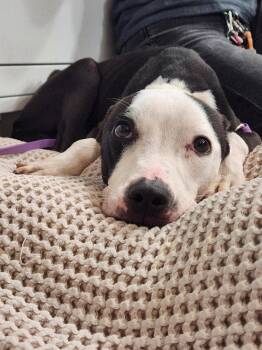 Miley -  American Staffordshire Terrier Dog for Adoption in Sayreville, New Jersey - Miley | PetCurious
