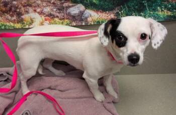 Parson Russell Terrier and Mixed Breed Dogs Available for Adoption in Moreno Valley, California - A550350 | PetCurious