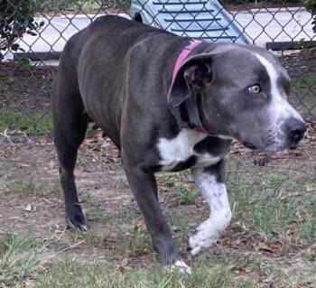 Bella -  Terrier and Mixed Breed Dog for Adoption in Conway, South Carolina - Bella | PetCurious