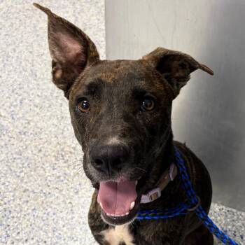 Cherry pop -  Mixed Breed Dog for Adoption in Greenville, South Carolina - Cherry Pop | PetCurious