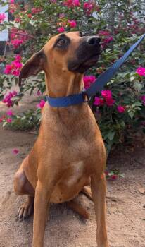Lili -  Black Mouth Cur and Labrador Retriever Dog for Adoption in Ramona, California - Lili | PetCurious