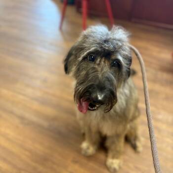 Rescue Briard and Mixed Breed Dogs for Adoption in Port Richey, Florida - Luna | PetCurious