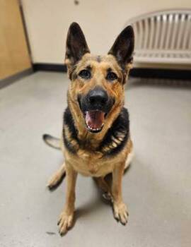 Daysha -  German Shepherd Dog Dog for Adoption in Bellingham, Washington - Daysha | PetCurious