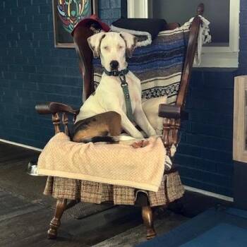 Rescue Catahoula Leopard Dog Dogs for Adoption in Hughesville, Maryland - Chaos | PetCurious