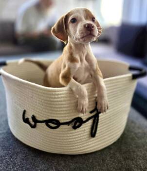 Hound Dogs Available for Adoption in Greenlawn, New York - George | PetCurious