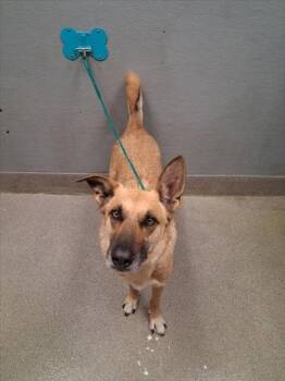 German Shepherd Dog and Siberian Husky Dogs Available for Adoption - SAMSON | PetCurious