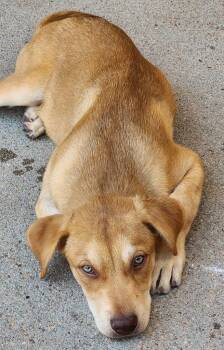 Crusty Muffin -  Australian Cattle Dog Blue Heeler and Labrador Retriever Dog for Adoption in Fort Lupton, Colorado - Crusty Muffin | PetCurious