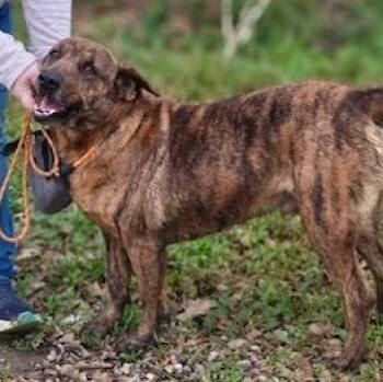 Catahoula Leopard Dog Dogs Available for Adoption in Ville Platte, Louisiana - Austin | PetCurious