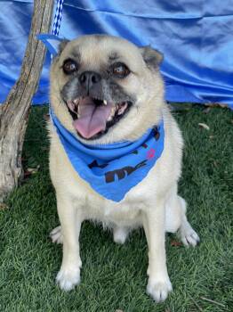 PERCY -  Pug Dog for Adoption in Rowland Heights, California - PERCY | PetCurious