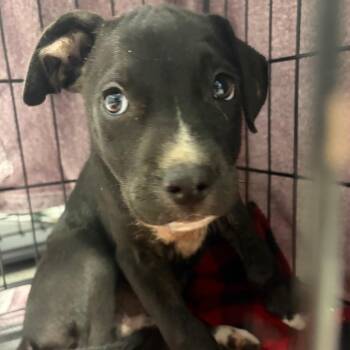 Bowser -  Mixed Breed Dog for Adoption in Milton, Florida - Bowser | PetCurious
