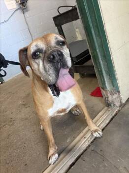 *RANDALL -  Boxer Dog for Adoption in Woodland, California - *RANDALL | PetCurious