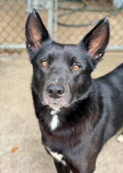 Americano -  Labrador Retriever Dog for Adoption in Chicago, Illinois - Americano | PetCurious