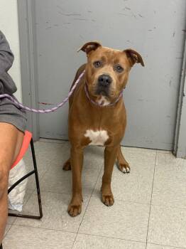 Pit Bull Terrier Dogs Available for Adoption in Sorrento, Louisiana - Mace Windu | PetCurious