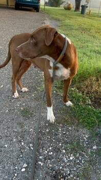 Rescue Labrador Retriever Dogs for Adoption in Woodstock, Ontario - Winnie | PetCurious