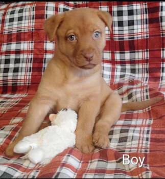 Australian Shepherd and Labrador Retriever Dogs Available for Adoption - Butternut | PetCurious