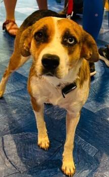 Rescue Beagle Dogs for Adoption in Dallas, Texas - Delilah | PetCurious