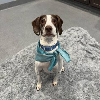Penny -  Mixed Breed Dog for Adoption in Canal Winchester, Ohio - Penny | PetCurious