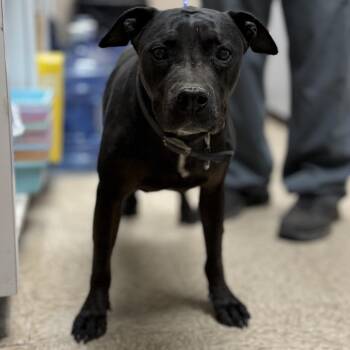 Pit Bull Terrier Dogs Available for Adoption in Bullhead City, Arizona - LILY | PetCurious