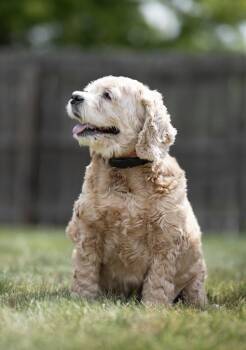 Lady -  Cocker Spaniel Dog for Adoption in Lincoln, Nebraska - Lady | PetCurious