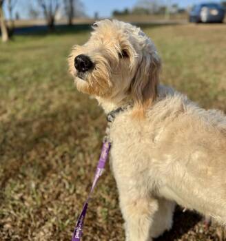 Standard Poodle and Great Pyrenees Dogs Available for Adoption - Roxie - PyreDoodle | PetCurious