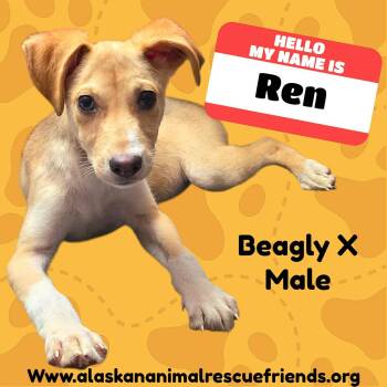 Ren -  Beagle Dog for Adoption in Anchorage, Alaska - Ren | PetCurious