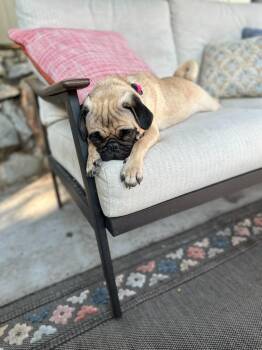 Birdie -  Pug Dog for Adoption in Millcreek, Utah - Birdie | PetCurious