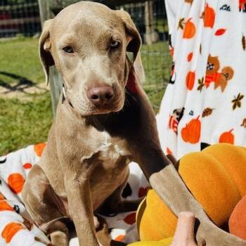 Rescue Mixed Breed Dogs for Adoption in Williston, Florida - Felix | PetCurious