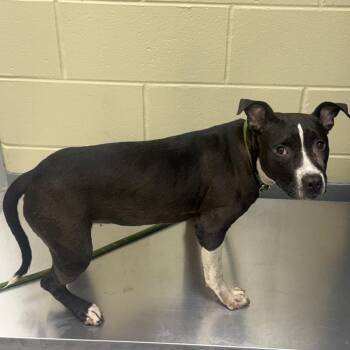 06/27/2026-Stray-GazeboWay -  Mixed Breed Dog for Adoption in Columbus, Georgia - 06/27/2026-Stray-GazeboWay | PetCurious