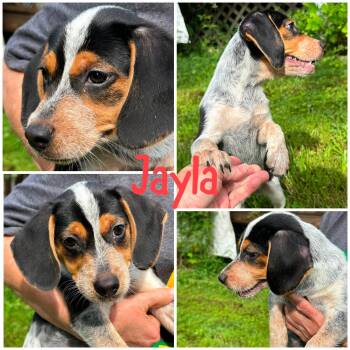 Jayla -  Beagle Dog for Adoption in Byrdstown, Tennessee - Jayla | PetCurious