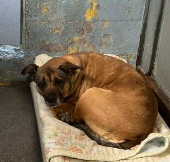 German Shepherd Dog Dogs Available for Adoption in Stockton, California - BETH | PetCurious