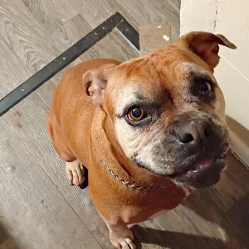 Penney -  Boxer Dog for Adoption in Tucson, Arizona - Penney | PetCurious