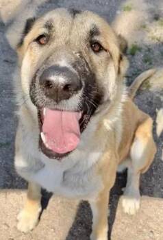 German Shepherd Dog Dogs Available for Adoption in Frazier Park, California - Rylie | PetCurious