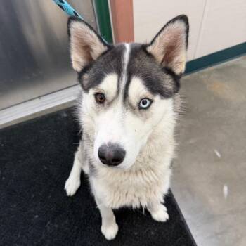 Siberian Husky Dogs Available for Adoption in Reno, Nevada - Zuko | PetCurious