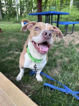 Kylo -  Pit Bull Terrier Dog for Adoption in New Castle, Delaware - Kylo | PetCurious