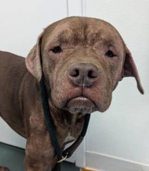 Pit Bull Terrier and Mixed Breed Dogs Available for Adoption in Fort Worth, Texas - Jango | PetCurious