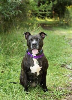 Pippy -  Mixed Breed Dog for Adoption in Hamilton, Ohio - Pippy | PetCurious