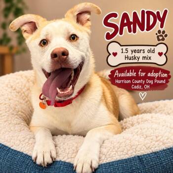 SANDY -  Husky Dog for Adoption in Cadiz, Ohio - SANDY | PetCurious