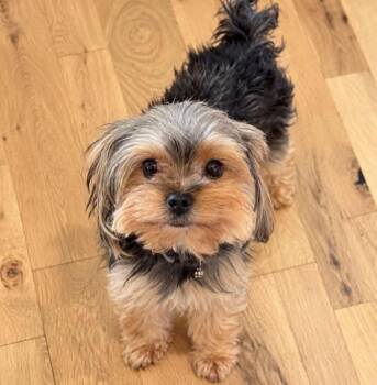 Richie (AO37675) -  Yorkshire Terrier Dog for Adoption in Kansas City, Kansas - Richie (AO37675) | PetCurious