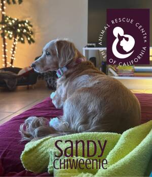 Sandy -  Chiweenie Dog for Adoption in Coachella, California - Sandy | PetCurious