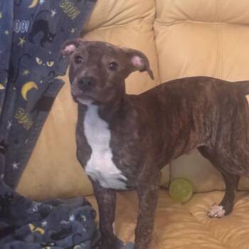 Moose Tracks -  Mixed Breed Dog Available for Adoption in Inwood, West Virginia - Moose Tracks | PetCurious