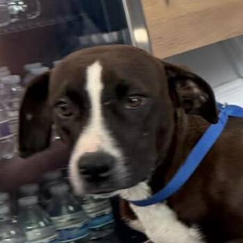 Beagle and Labrador Retriever Dogs Available for Adoption in Jacksonville, Florida - Lyra | PetCurious