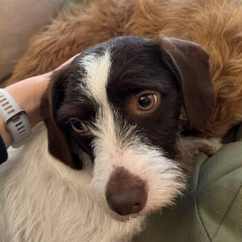 Frodo (Utah, Bonded Pair with Sam) -  Dachshund Dog for Adoption in Sandy, Utah - Frodo (Utah, Bonded Pair With Sam) | PetCurious