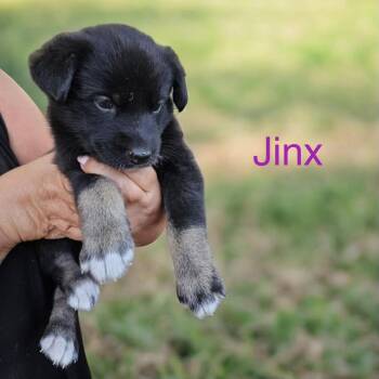 Shepherd Dogs Available for Adoption in Columbia, South Carolina - Jinx | PetCurious