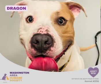 Dragon -  Pit Bull Terrier Dog for Adoption in Eighty Four, Pennsylvania - Dragon | PetCurious