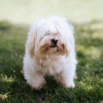 Rescue Shih Tzu Dogs for Adoption in Northbrook, Illinois - Coconut | PetCurious