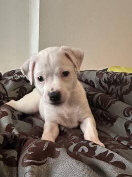 Terrier and Chihuahua Dogs Available for Adoption in Liverpool, Texas - Mickey | PetCurious