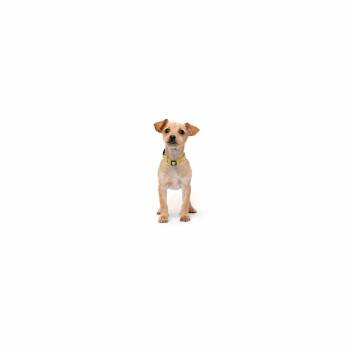 Cove -  Chihuahua and Mixed Breed Dog for Adoption in Los Angeles, California - Cove | PetCurious