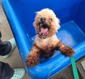 Mixed Breed Dogs Available for Adoption - PRIMAVERA | PetCurious