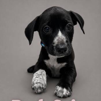 Posh Spice -  Labrador Retriever Dog for Adoption in Myrtle Beach, South Carolina - Posh Spice | PetCurious